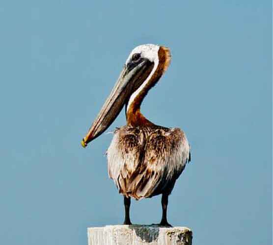 网页攻击器教程